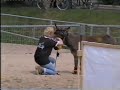 Esel-Akrobaten - die Anfänge Esel-Akrobaten - die Anfänge