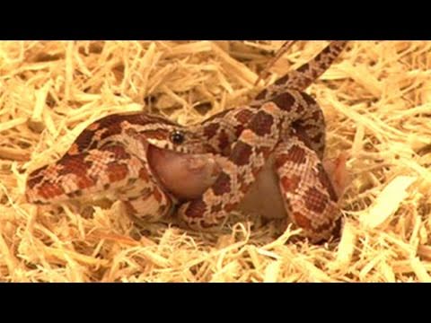 how to care for a corn snake