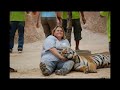 Ахуй в Tiger Temple