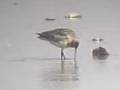 Bar-tailed Godwit (Limosa lapponica)