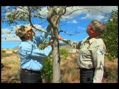how to fertilize redwood trees
