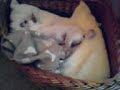 Chihuahua\ Chihuahua\