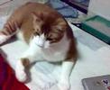 Disturbing my cat (3)