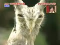Oh my, it's so funny. Little owl change herself infront of the danger. My favorit version is EVIL OWL. Enjoy!