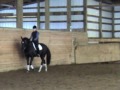 Exquisite black mare