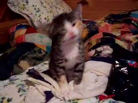 Cute video cats 