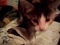 [Video]
