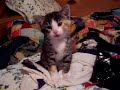 sneezing kittens sneezing kittens