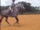 Pinault 16.2 HH Dutch Gelding
