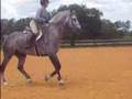 Pinault 16.2 HH Dutch Gelding
