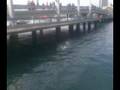 videos de salto puente maremagnum