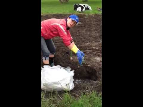 how to fertilize corn plants