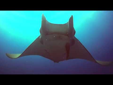 ENCUENTRO CON ESTA PRECIOSA MANTA MOBULA TARAPACANA