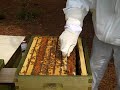 I uploaded a YouTube video -- Enlarging The Hive (Adding A 2nd Hive Body) part 1 http://youtu.be/WRdFX13XZ5Q?a