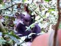 videos de mondika gorillas part 3