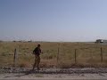 VERY low Harrier (\"I won\ VERY low Harrier (\"I won\