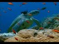 Indonesia Underwater Wonderland 1