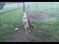 Chopper Swings