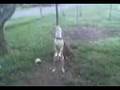 Chopper Swings
