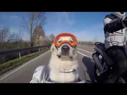 RexSpecs Hundebrille im Schwenker-Seitenwagen-Test