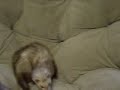Ferrets Flipping Out Ferrets Flipping Out