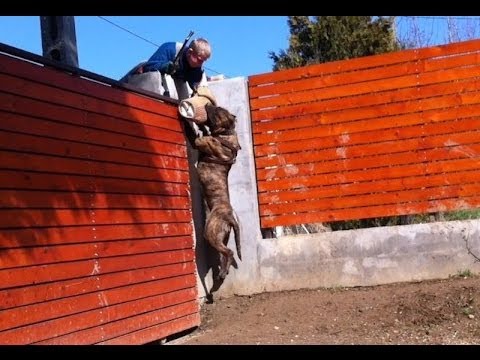 presa canario