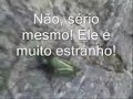 besouro brasileiro