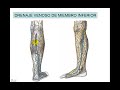 VENA CAVA INFERIOR 1