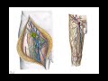 VENA CAVA INFERIOR 1