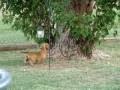videos de Melin the hunter.MPG