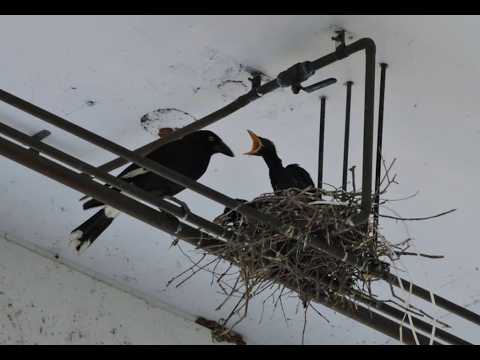 <p>Volunteers wanted for Pied Currawong nest watch</p>
 video thumbnail