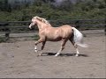 *Wedderlie Mardi Gras - Imported Section B Welsh Pony stalli