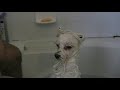 The Maltese Jam