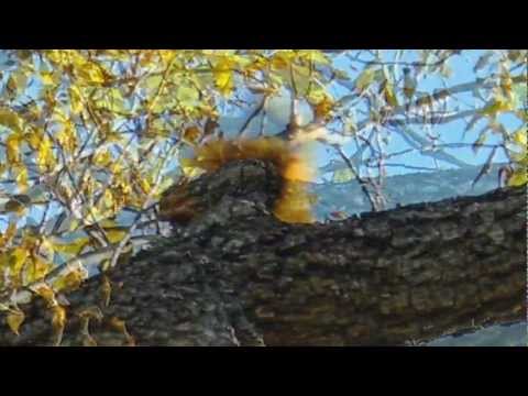 how to fertilize black walnut trees