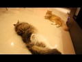 Bonbon The Siberian Cat (maru's Long Lost Twin) Vs Silvervine
