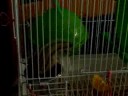 la-ardilla-asesina-en-nogales.html