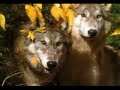 lobos