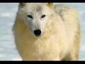 lobos