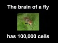 Stem Cell Ethics Made Simple (repost)