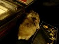 癒し系小動物