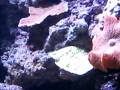 videos de nano reef