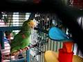 Salsa a Yellow Headed Amazon Parrot Singing