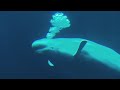 Cook Inlet Belugas