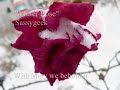 Lo, How a Rose E\