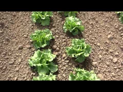 how to grow iceberg lettuce