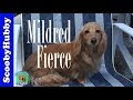 Dog Days #10--Mildred Fierce