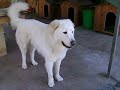 Pastore Maremmano Abruzzese - Maremma Abruzzen Hirtenhund Pastore Maremmano Abruzzese - Maremma Abruzzen Hirtenhund