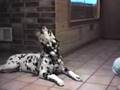 Talking Dogs Talking Dogs
