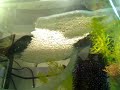 My first betta breeding - bubble nest