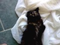 Click here to watch this video Smokey Playing With Toy
